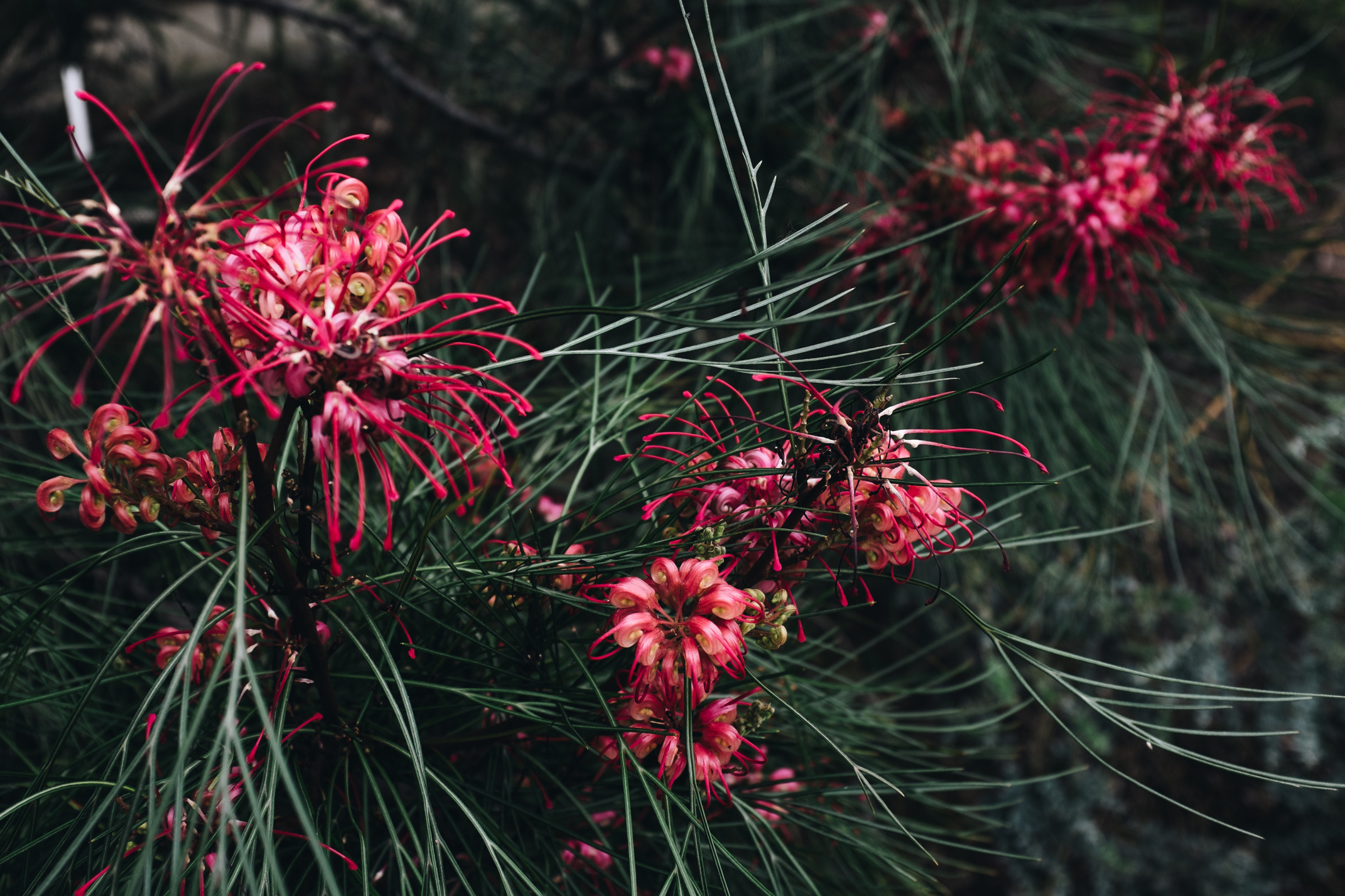 Close-up Photo of Red Flower