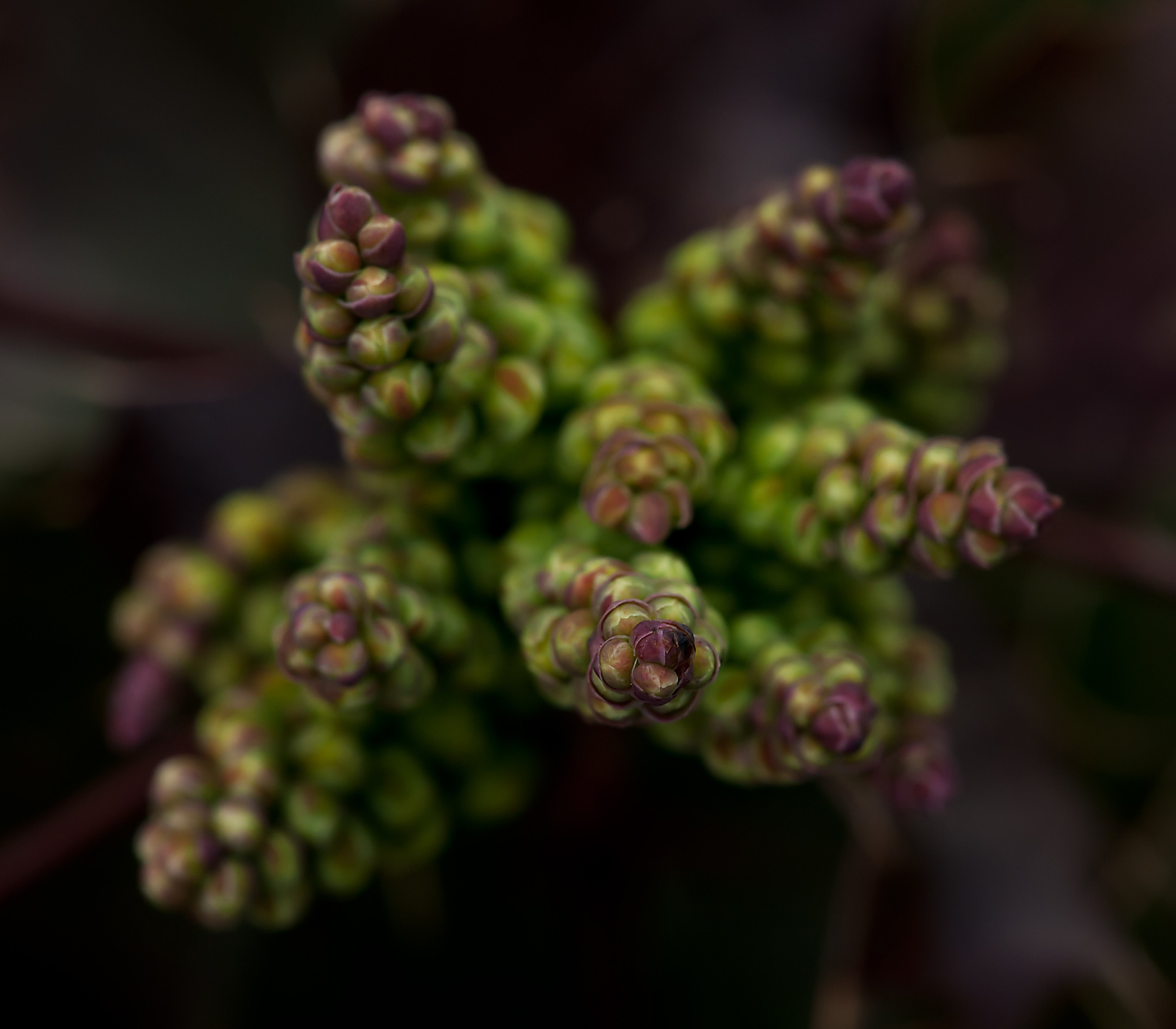 Green and Purple Flower Close Up Photo